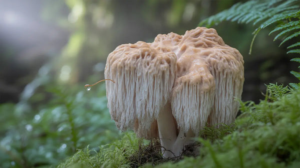 Lion's Mane mushroom