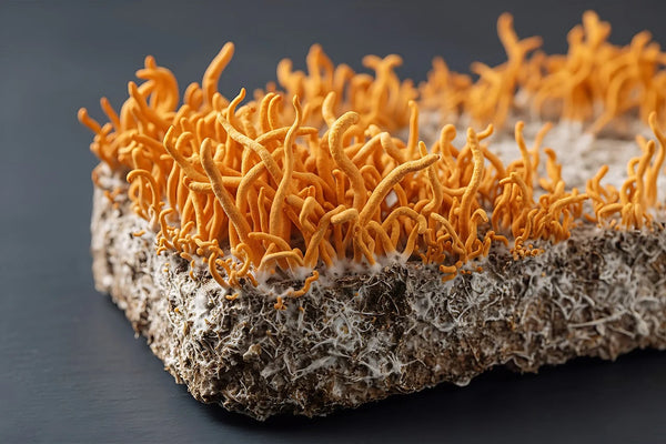 Cordyceps mushroom